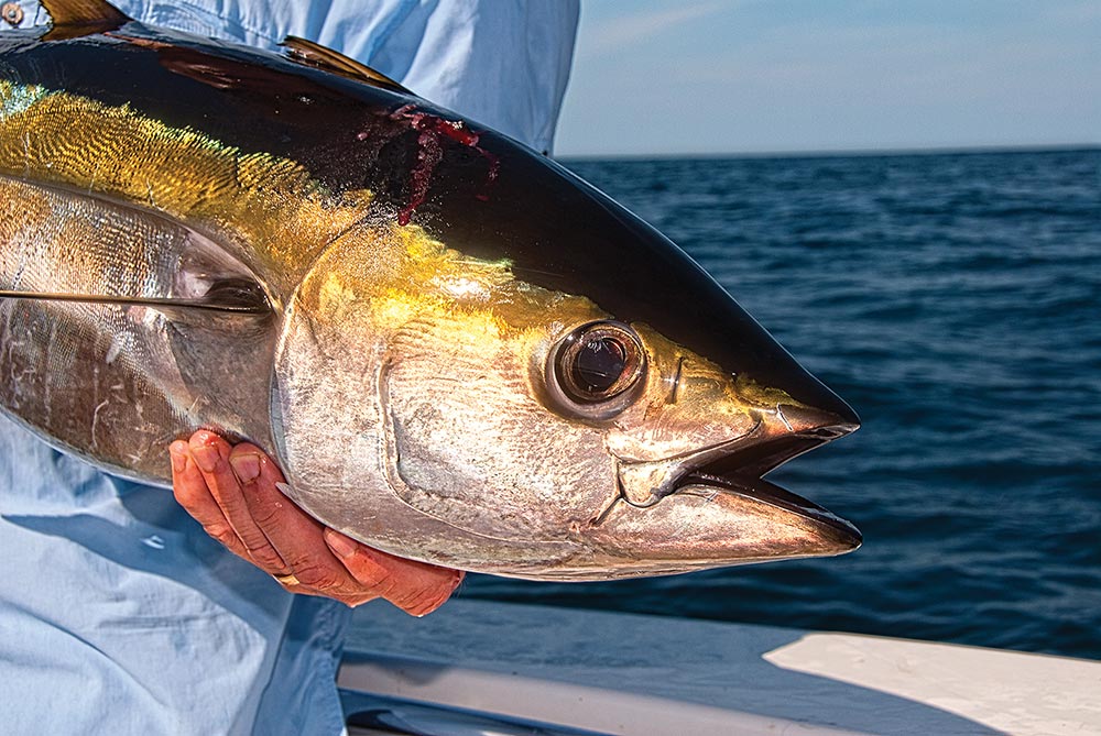 https://www.saltwatersportsman.com/wp-content/uploads/2021/09/yellowfins-tuna-topwater-northeast-_sls0917_f1-tuna-01_0.jpg