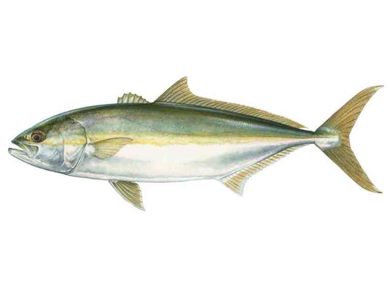 California yellowtail