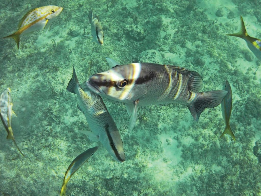 Simple Tips To Chum Up Mangrove Snapper To The Surface - Florida Sportsman