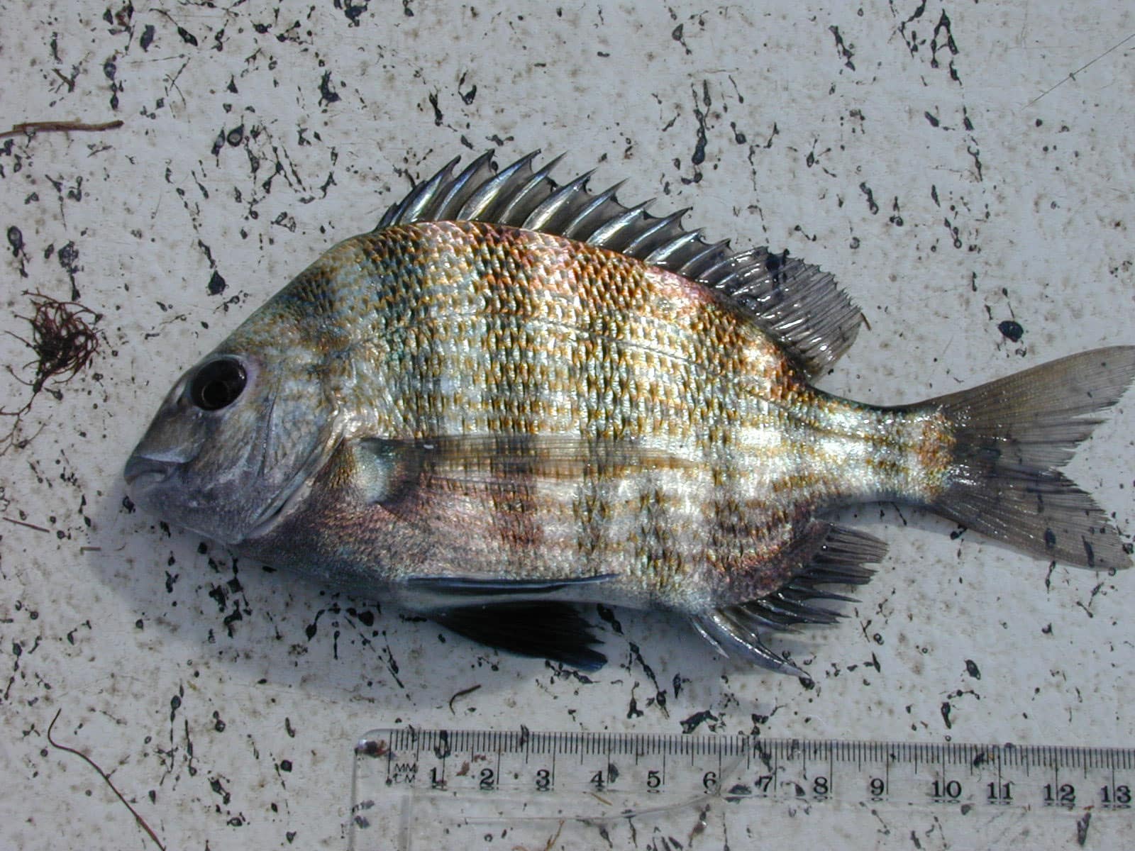 Bream Fish