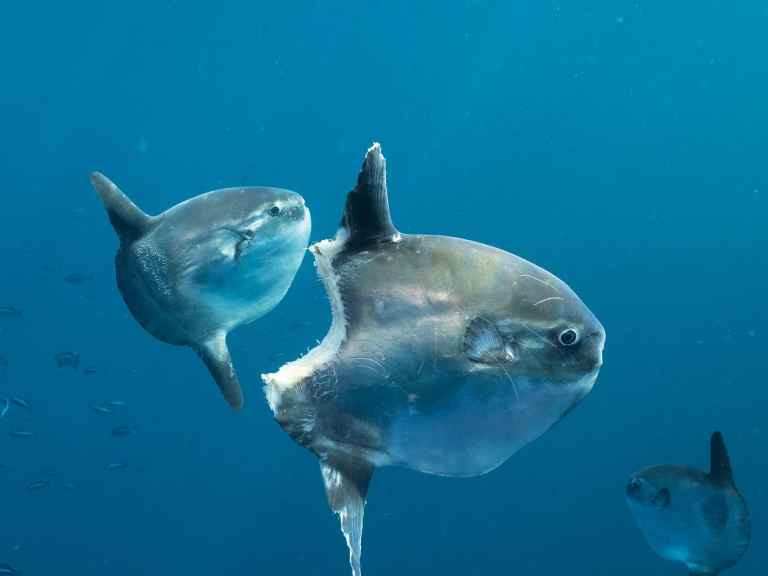 mola-mola-Rich-Herrmann mola ocean sunfish bite