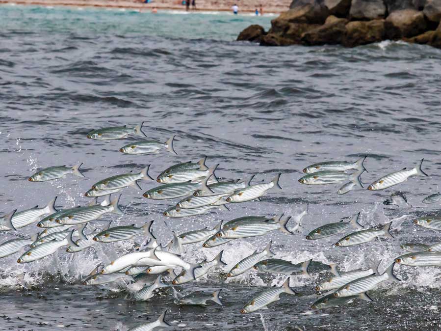 Tips for Targeting the Mullet Run Salt Water Sportsman