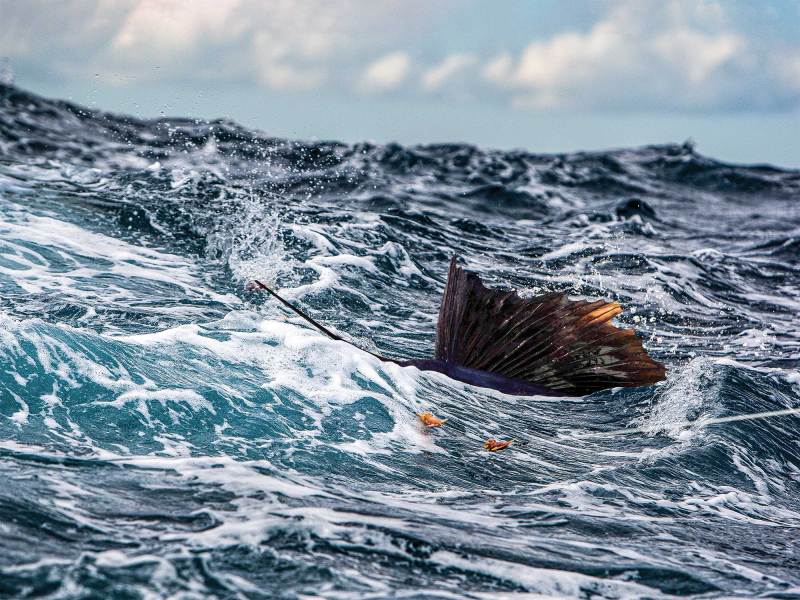 SWS1222-Sailfish-1 Sailfishing offshore