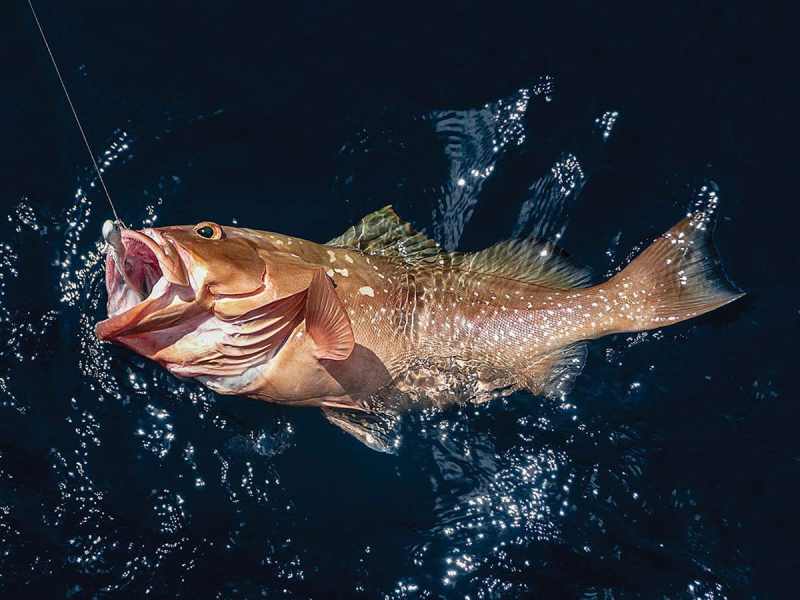 red-grouper-gulf-mexico red grouper gulf of mexico