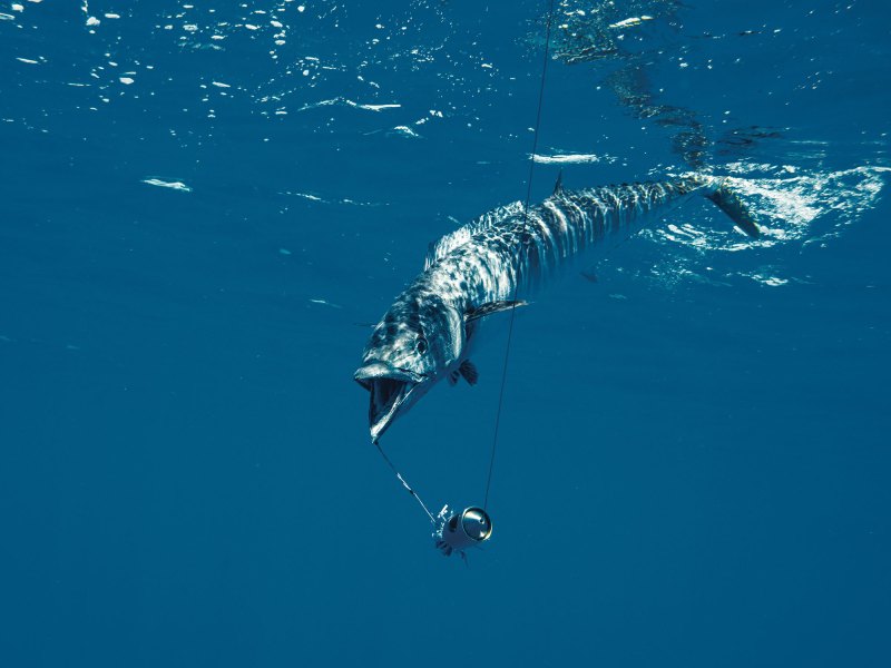 SWS224-Wahoo-1 Wahoo caught offshore