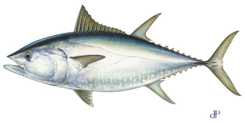 bluefin tuna