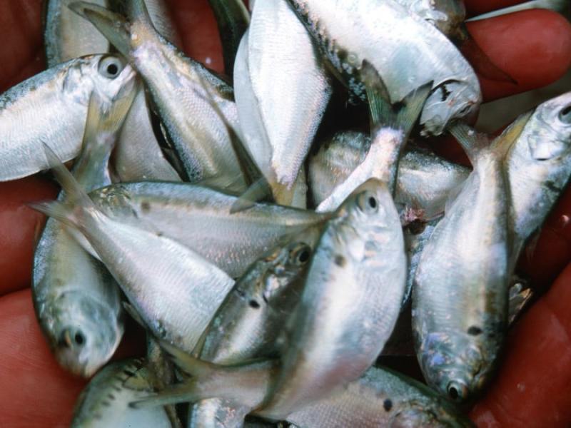 handful-menhaden Handful of menhaden