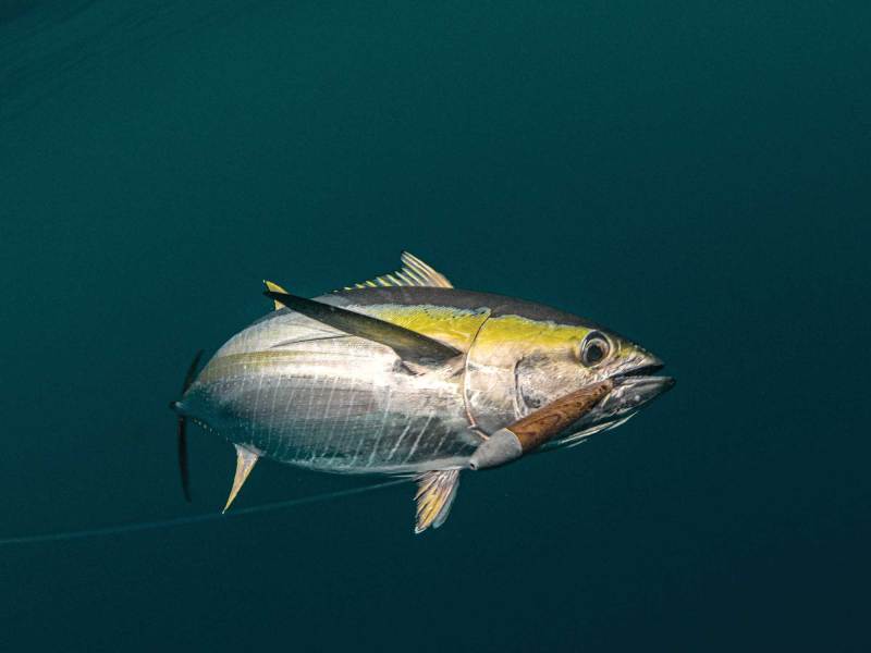 SWS424-TT-Cedar-1 Tuna on a cedar plug