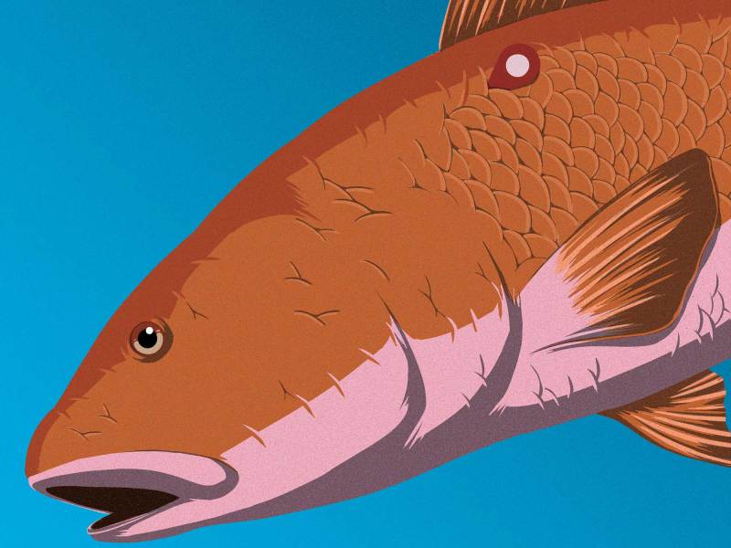 SWS824-KeithLeeIllustration-Redfish-2 Fish with a tag in it