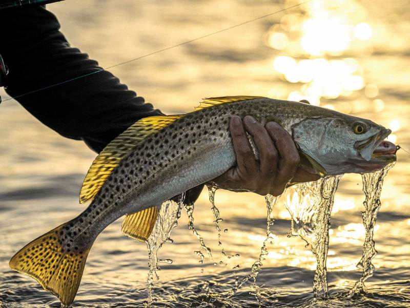 SWS824-Trout-TARAMAR-SOUTH-PADRE-1 Seatrout caught at sunset