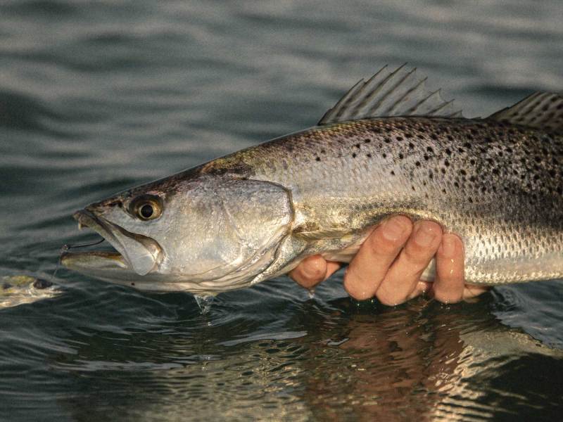 Speckled trout caught on live bait
