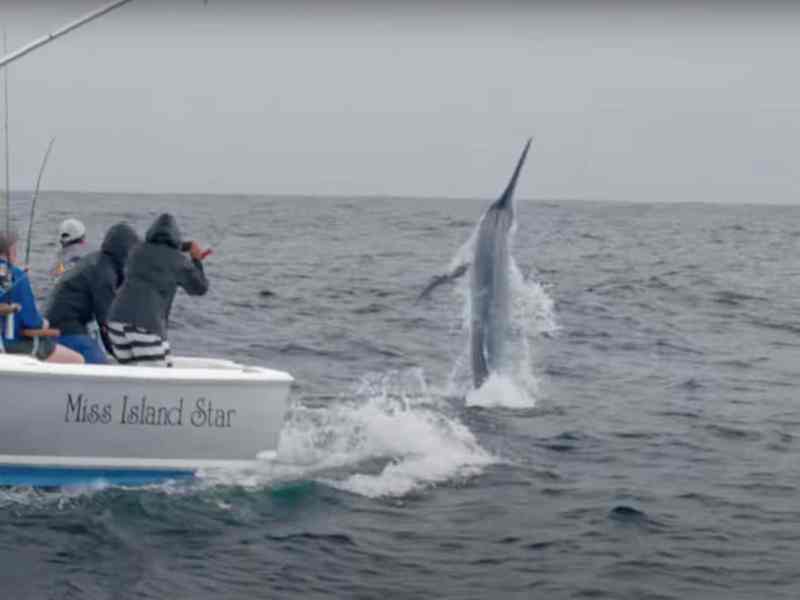 Billfish jumping in the Keys