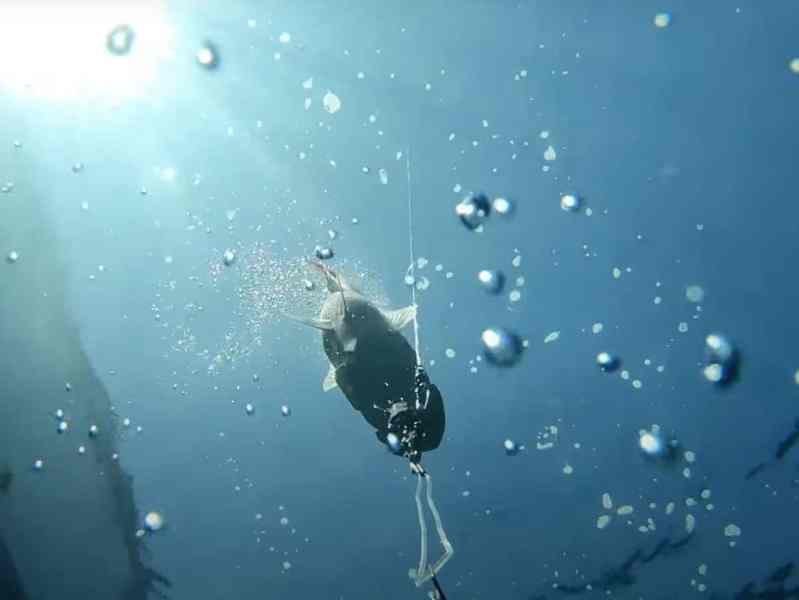 Return ‘Em Right device on reef fish