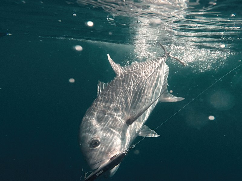 SWS725-Fiji-GT-4 Giant trevally on the hook
