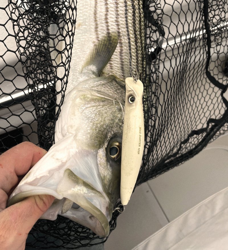Striped bass in a net
