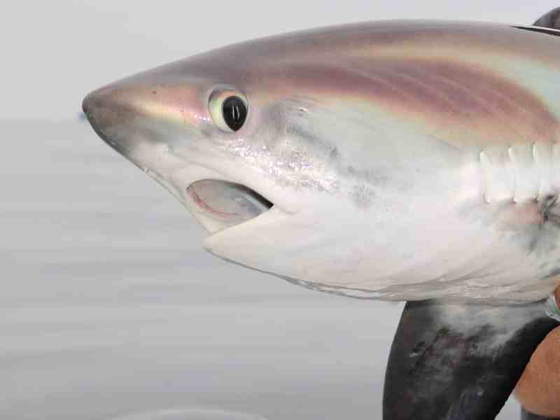 Thresher shark vulnerable to gillnets