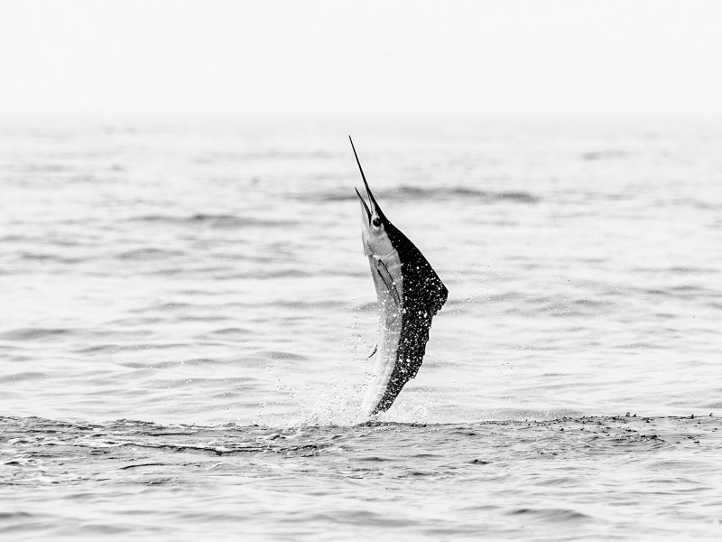 SWS1025-Treasure-4 Sailfish jumping out of the water