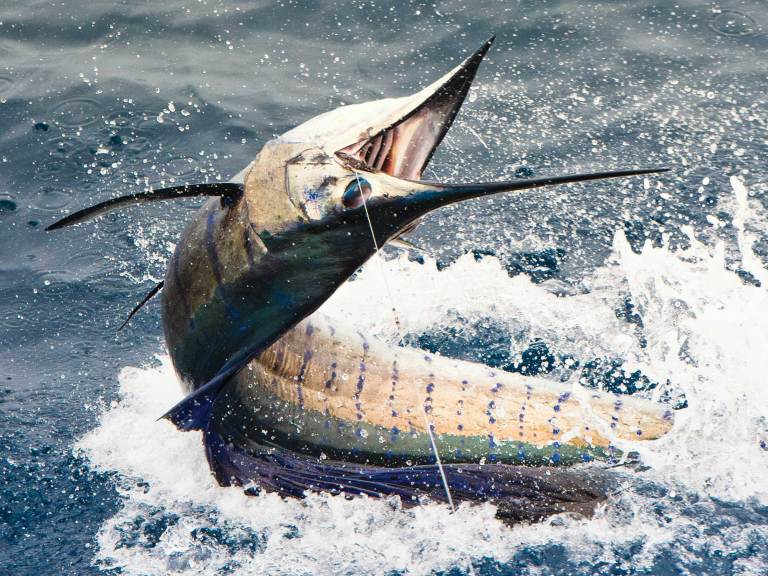 SWS126-Hooks-1 Billfish on the hook