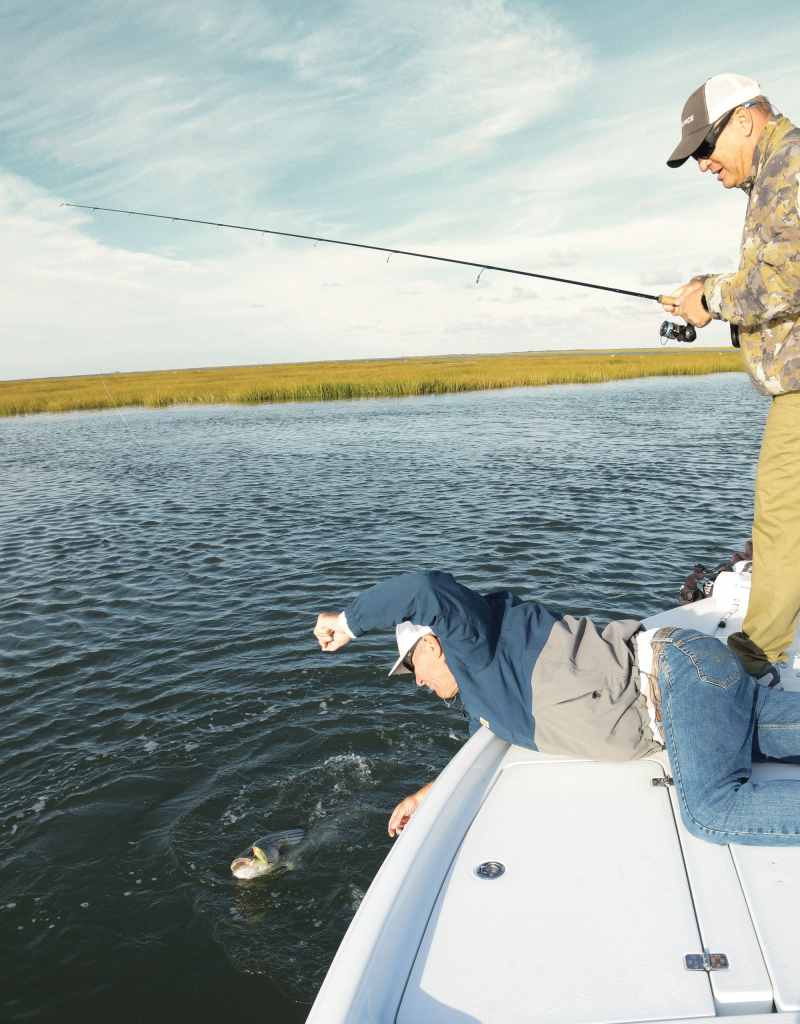 Striper up next to the boat