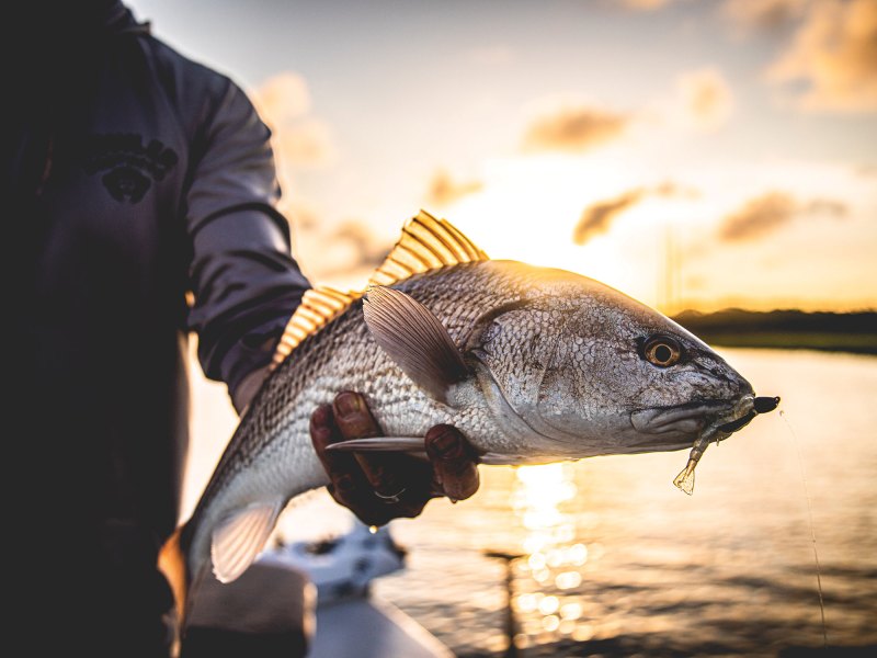 SWS226-Bait-Finesse-4 Skittish redfish caught on small bait