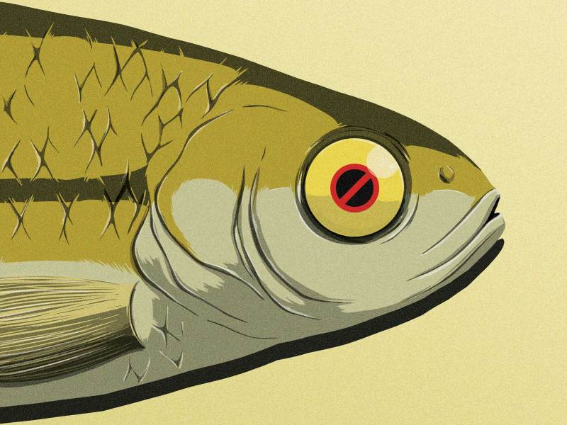 Live bait restrictions
