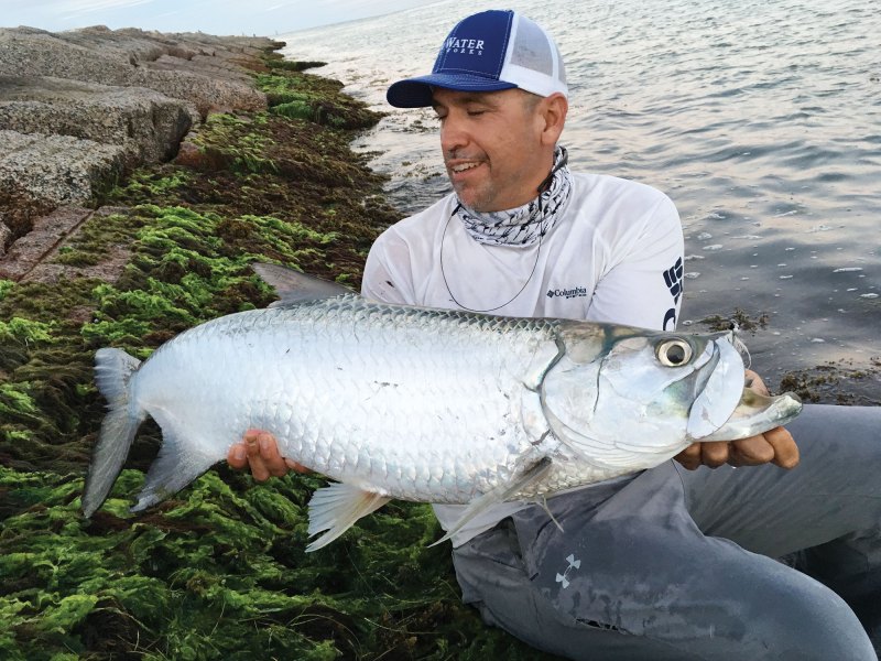 Tarpon on the rocks