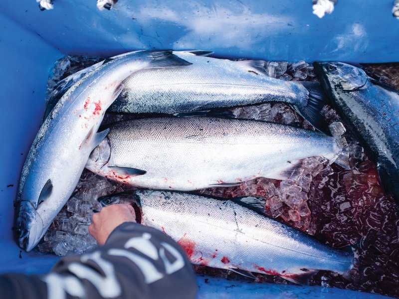 Collection of fish on ice