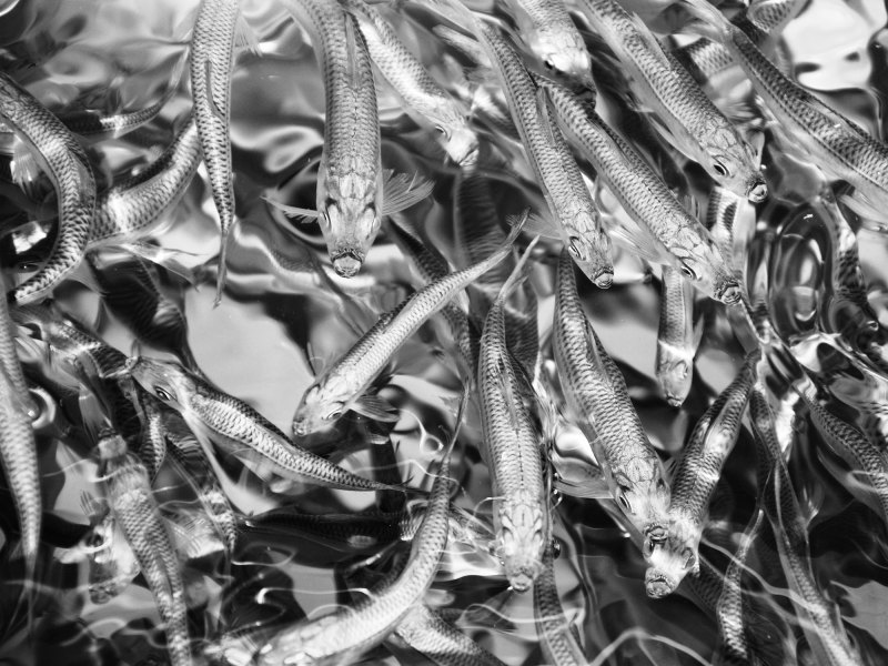 Livewell stocked for hogfish